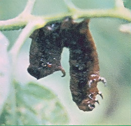 The dead, dehydrated skin of a horn worm after the larvae have eaten it.